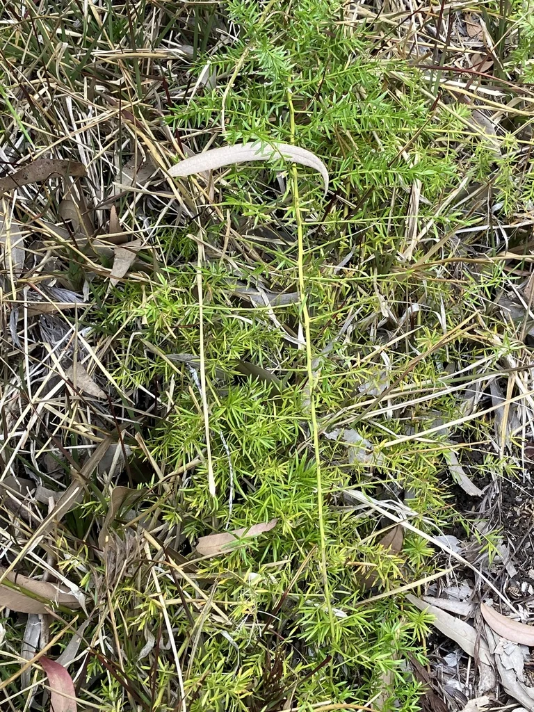 Asparagus densiflorus
