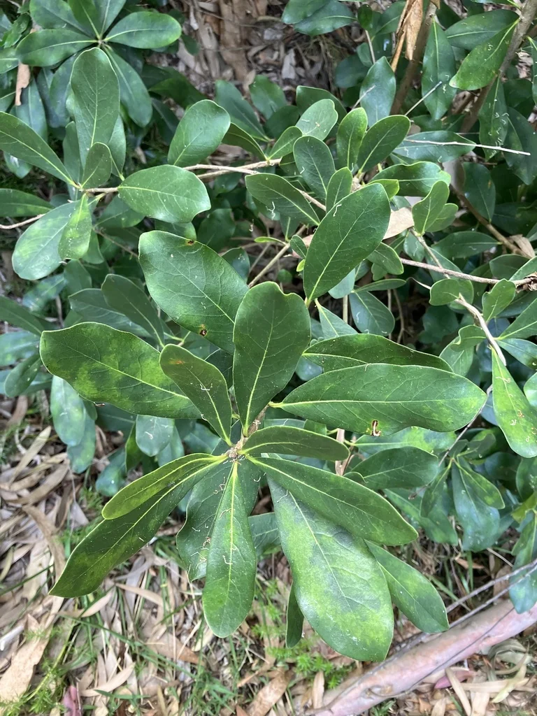 Pittosporum Viridiflorum
