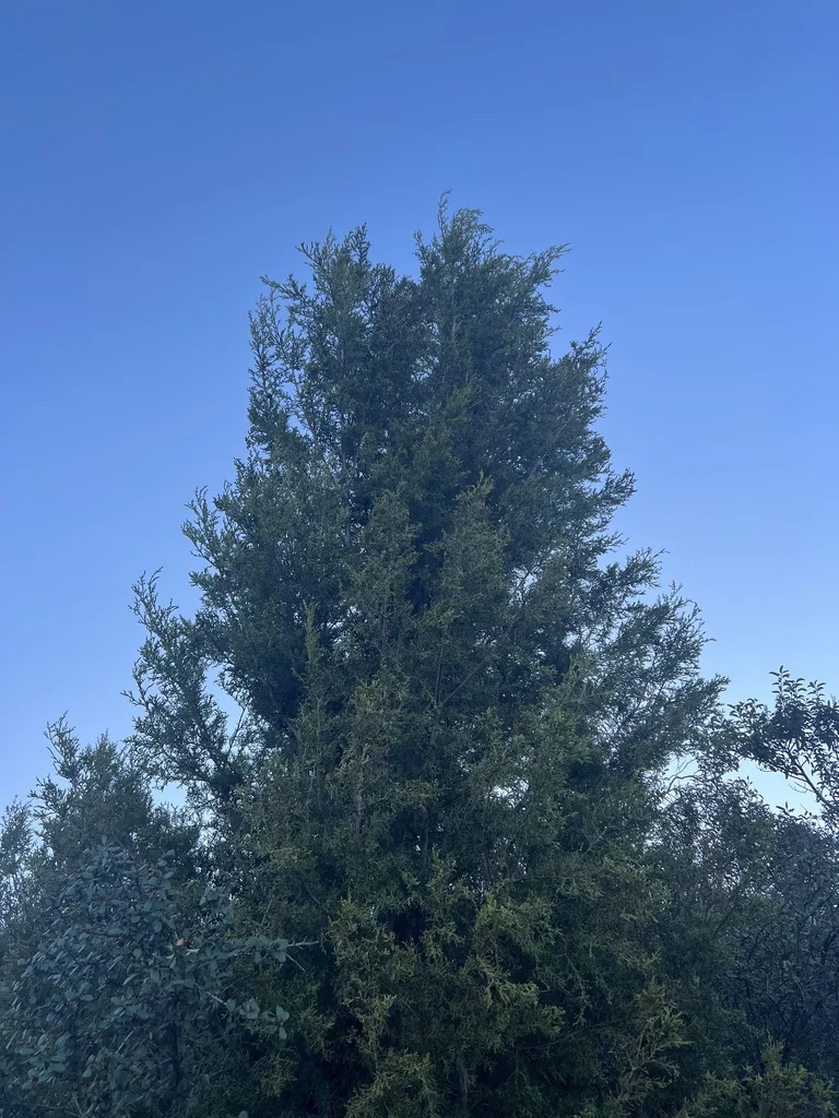 Hesperocyparis Forbesii