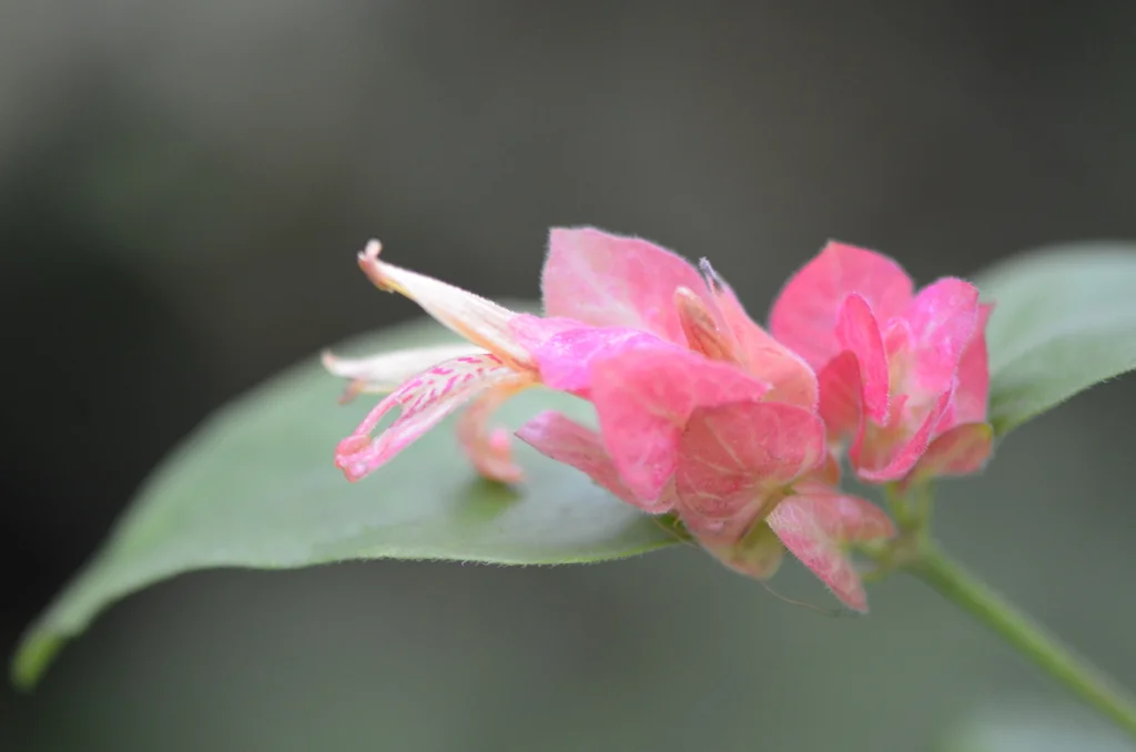 Justicia Brandegeeana