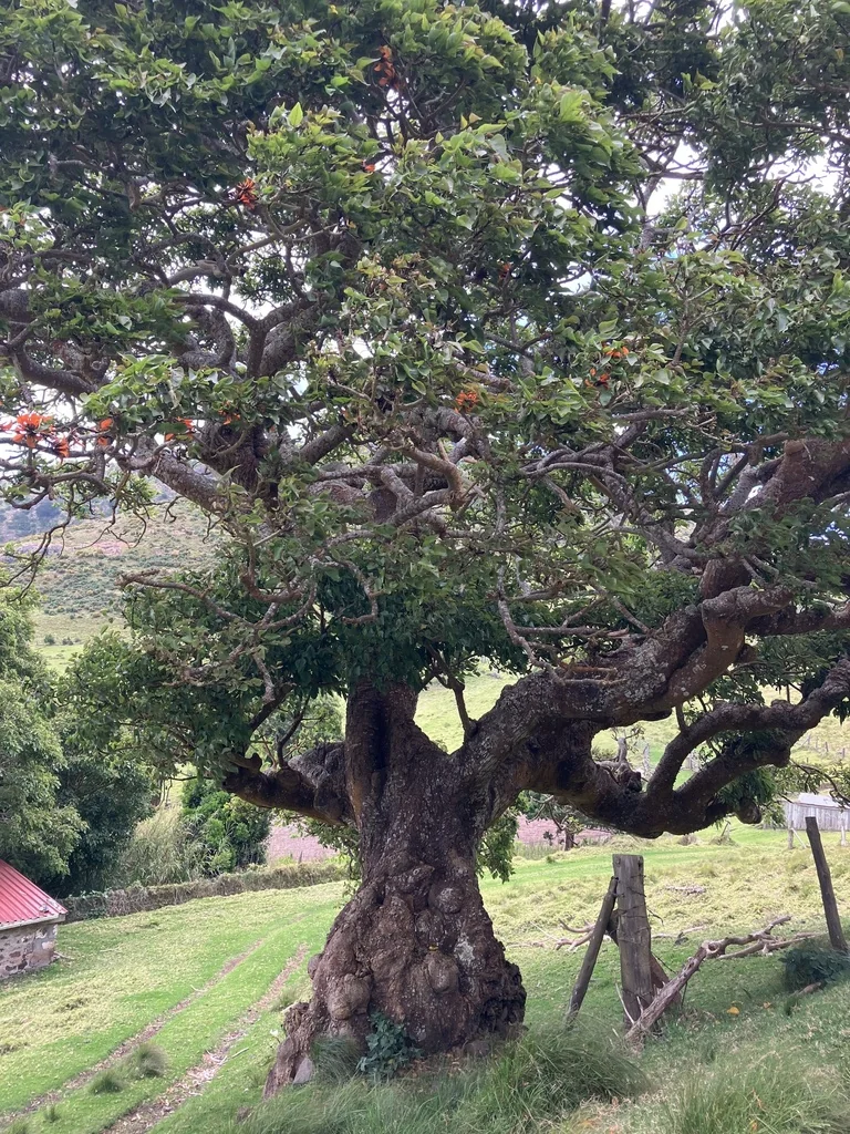 Erythrina Caffra