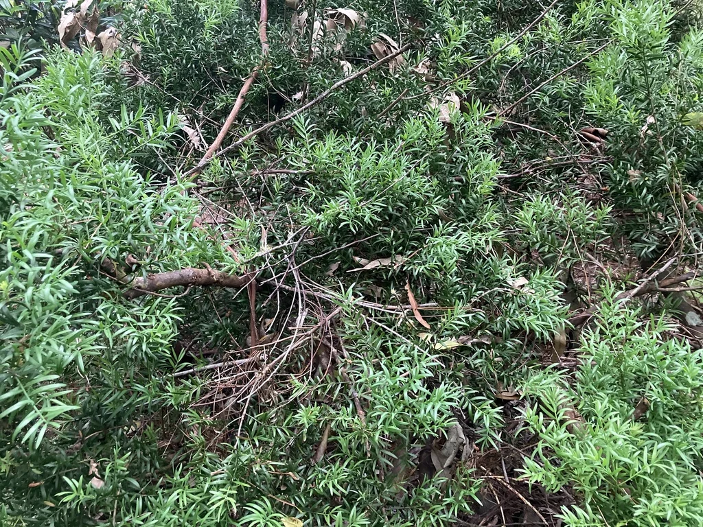 Afrocarpus Falcatus