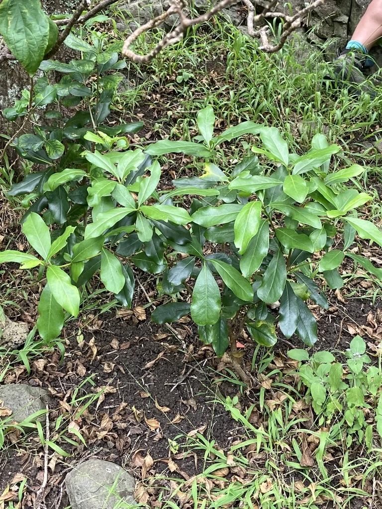 Pittosporum Viridiflorum