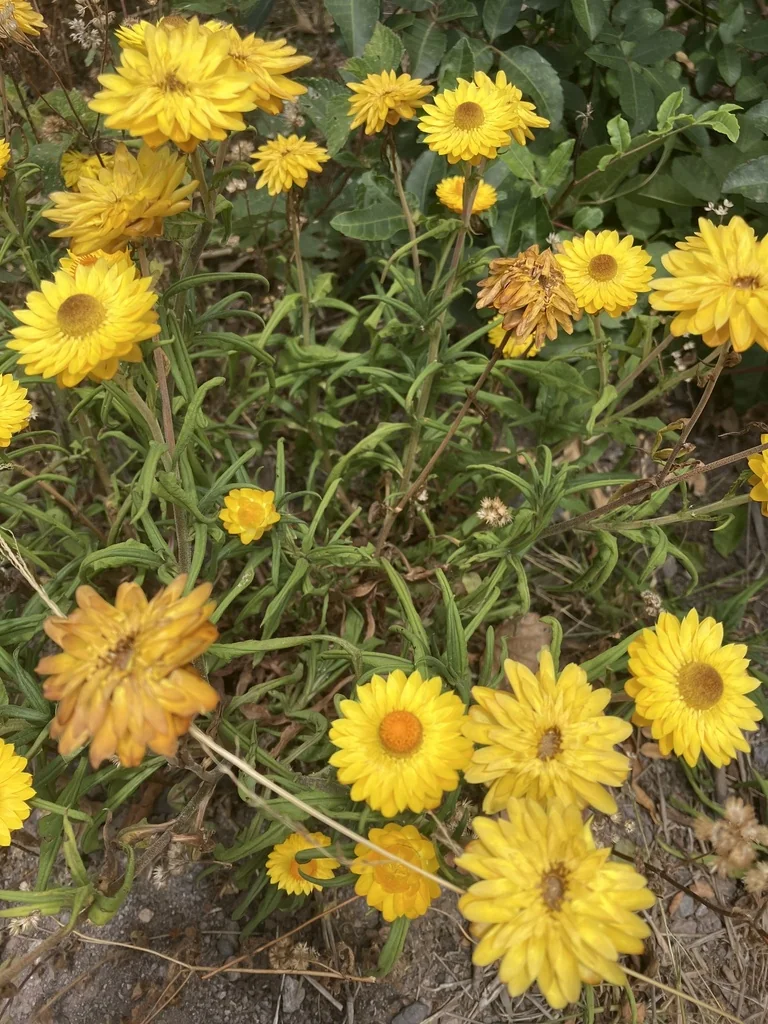 Bracteantha Bracteata
