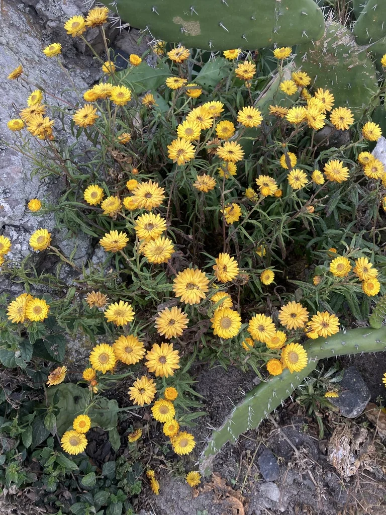 Bracteantha Bracteata
