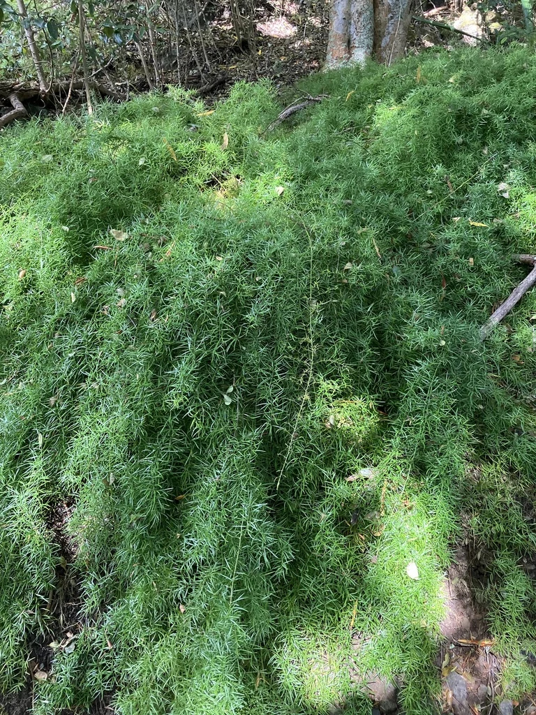 Asparagus densiflorus