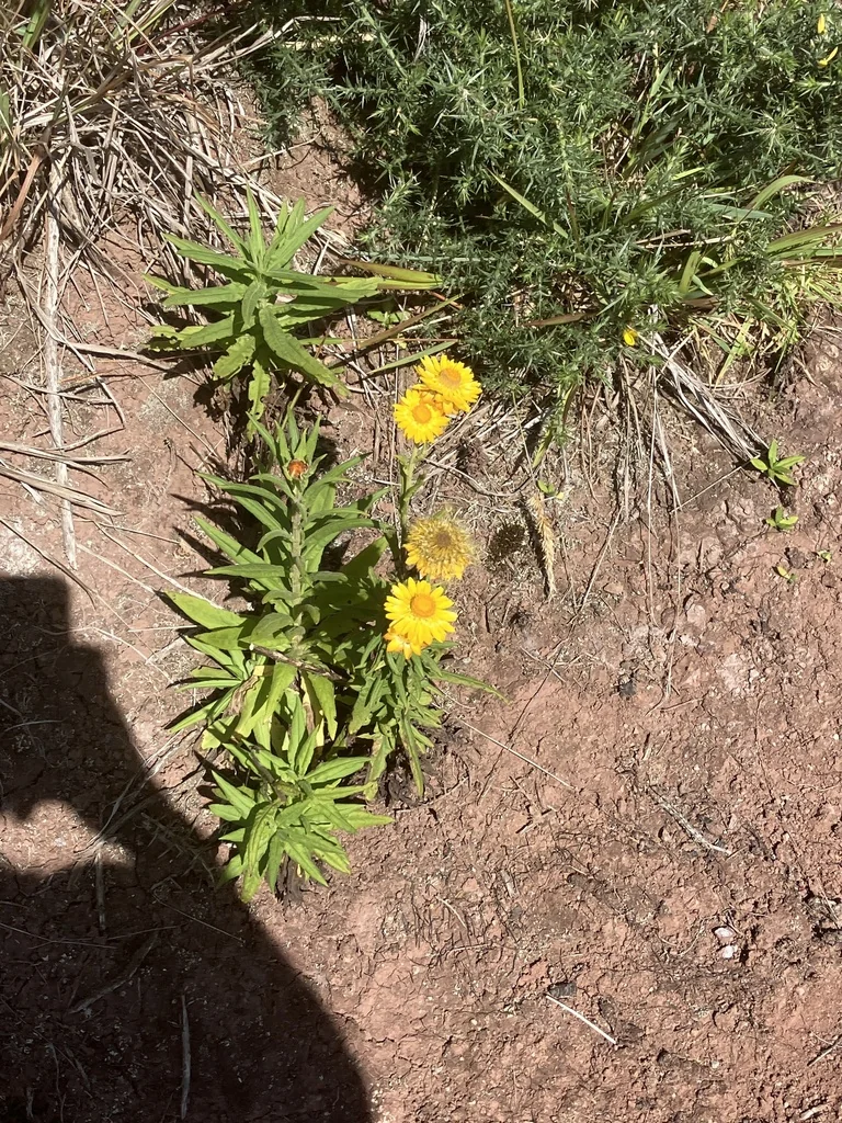 Bracteantha Bracteata