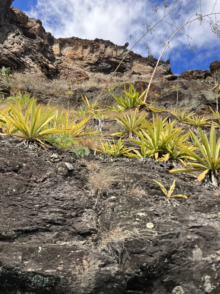 Furcraea Foetida