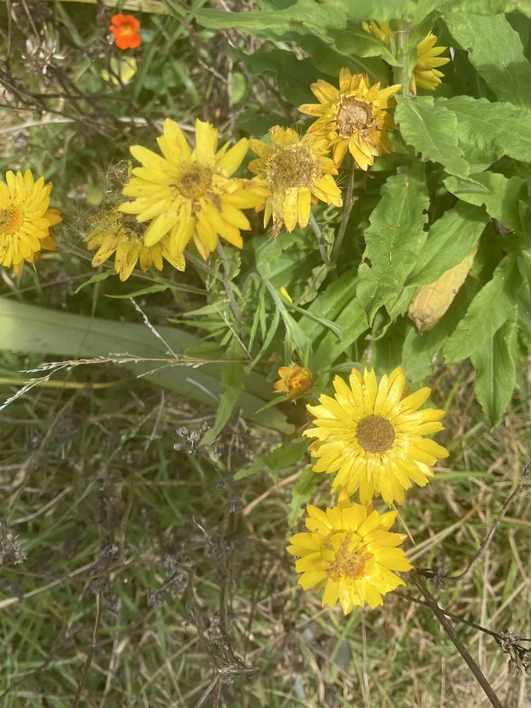 Bracteantha Bracteata