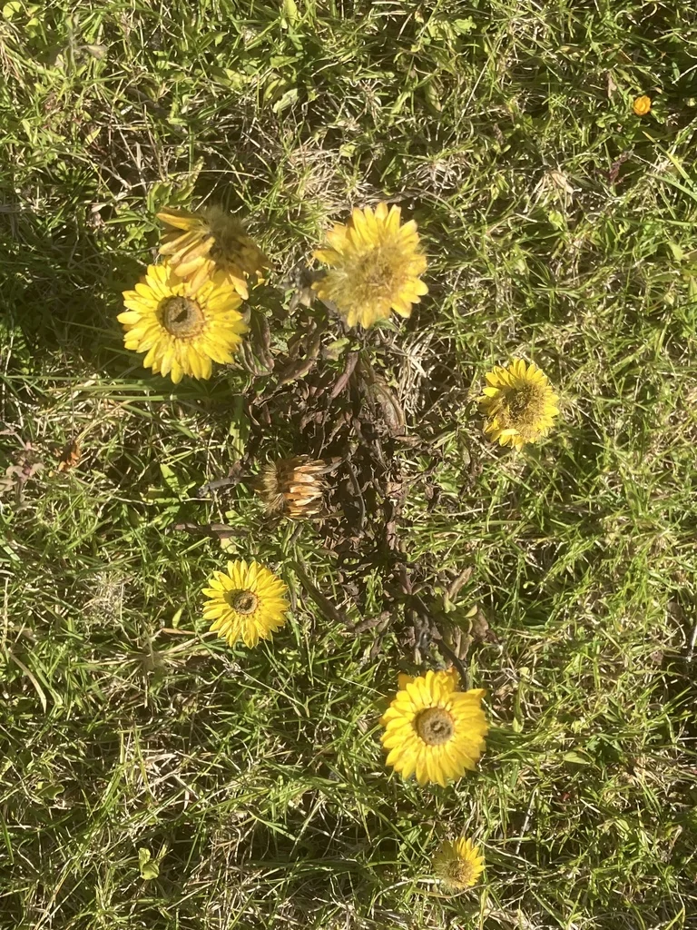 Bracteantha Bracteata