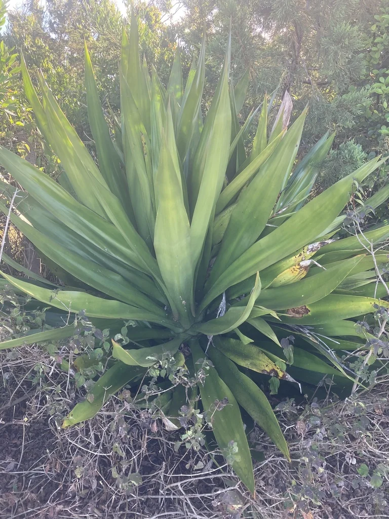 Furcraea Foetida
