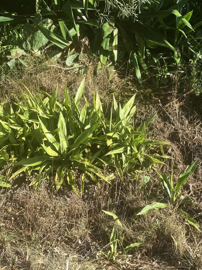 Furcraea Foetida