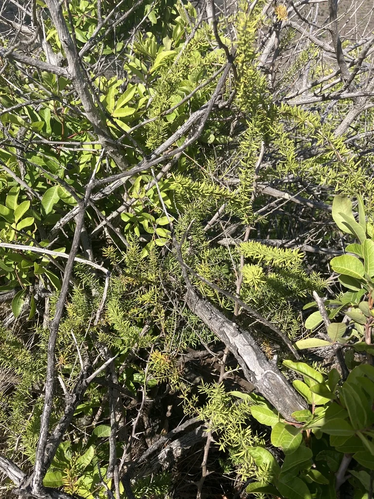 Asparagus densiflorus
