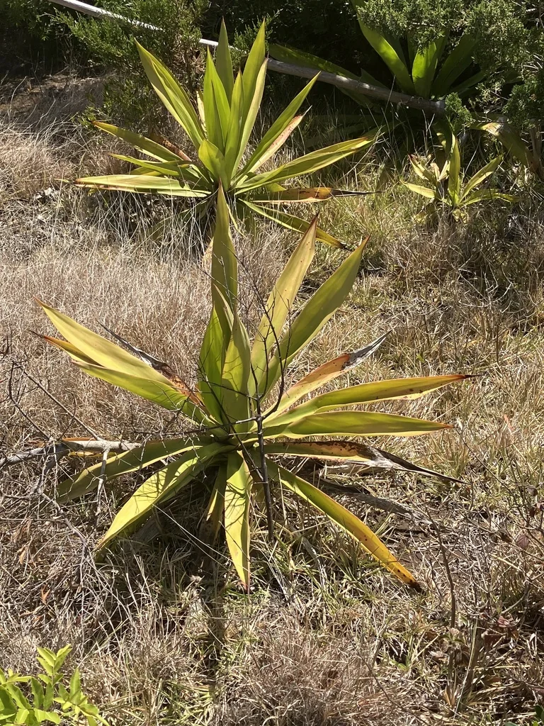 Furcraea Foetida