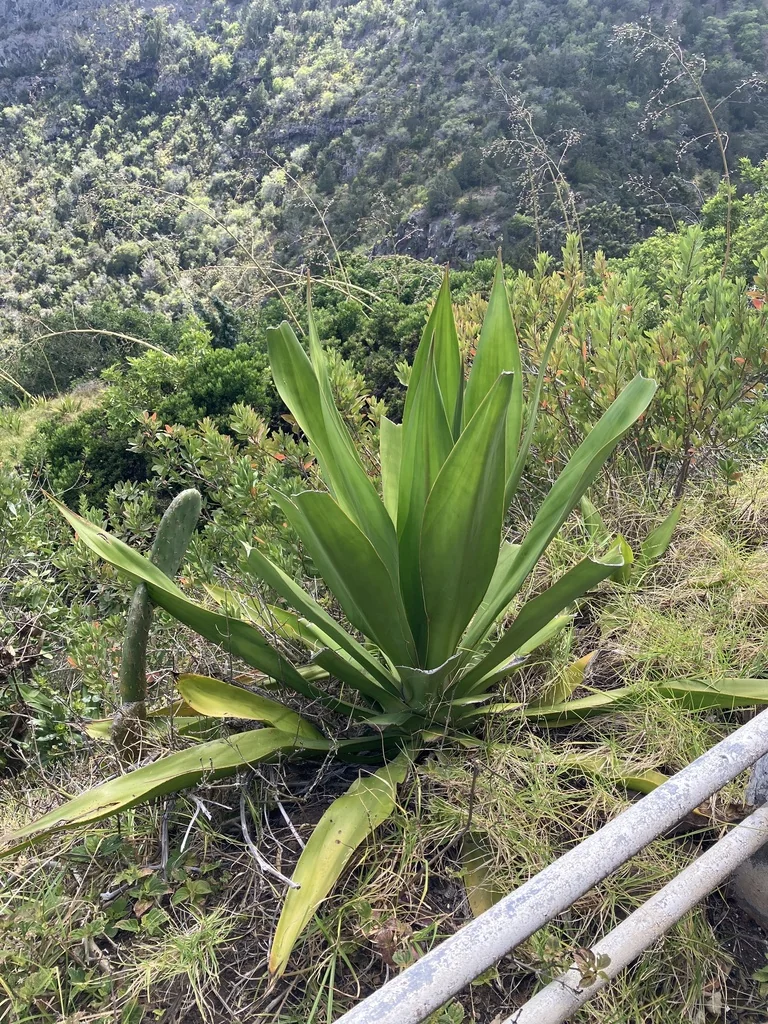 Furcraea Foetida