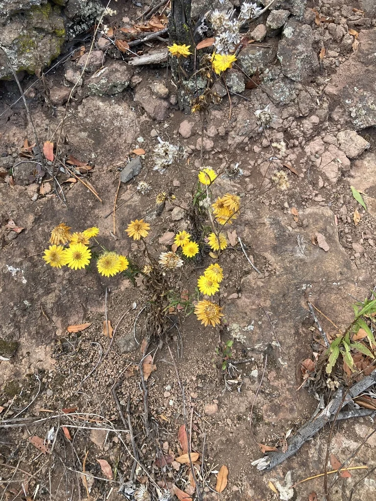 Bracteantha Bracteata