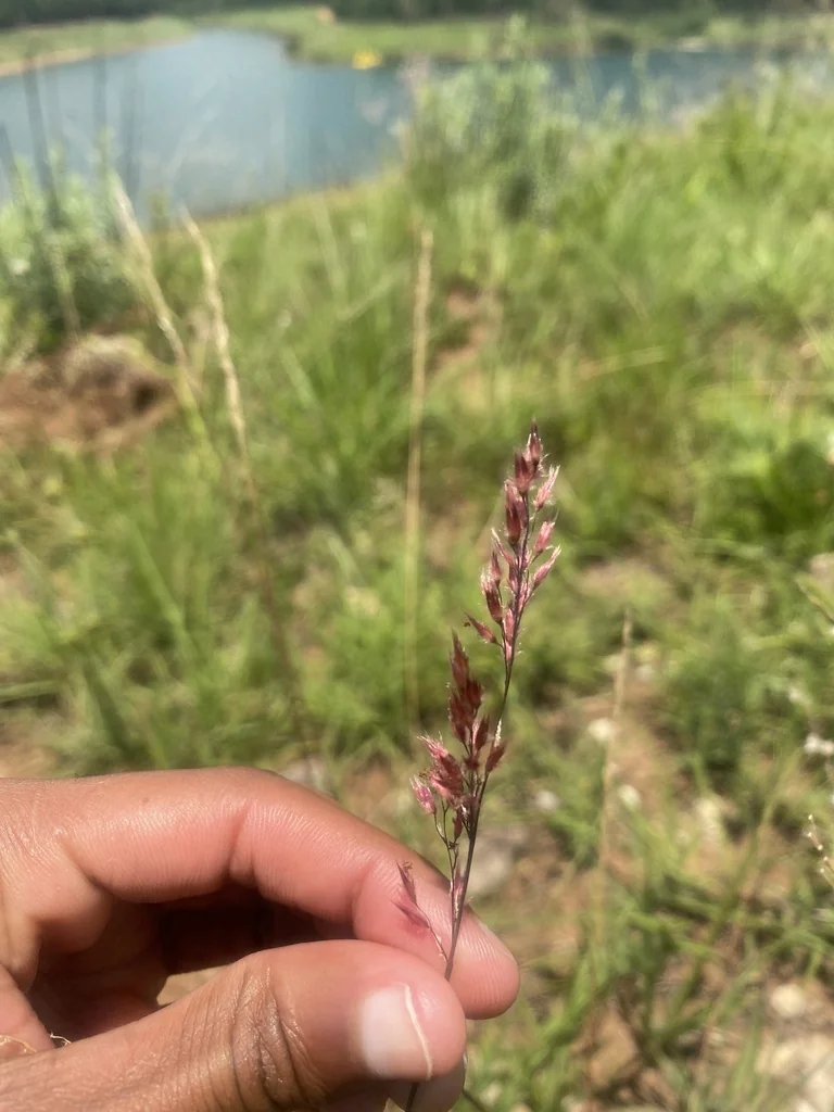 Melinis Nerviglumis
