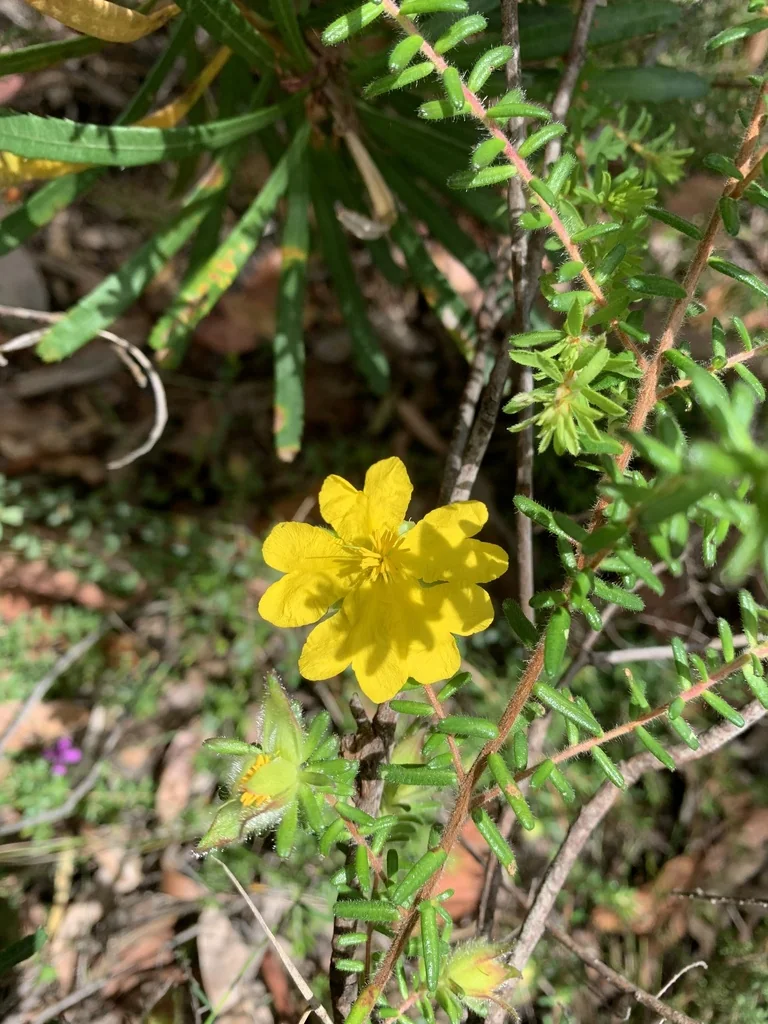 Hibbertia Vestita
