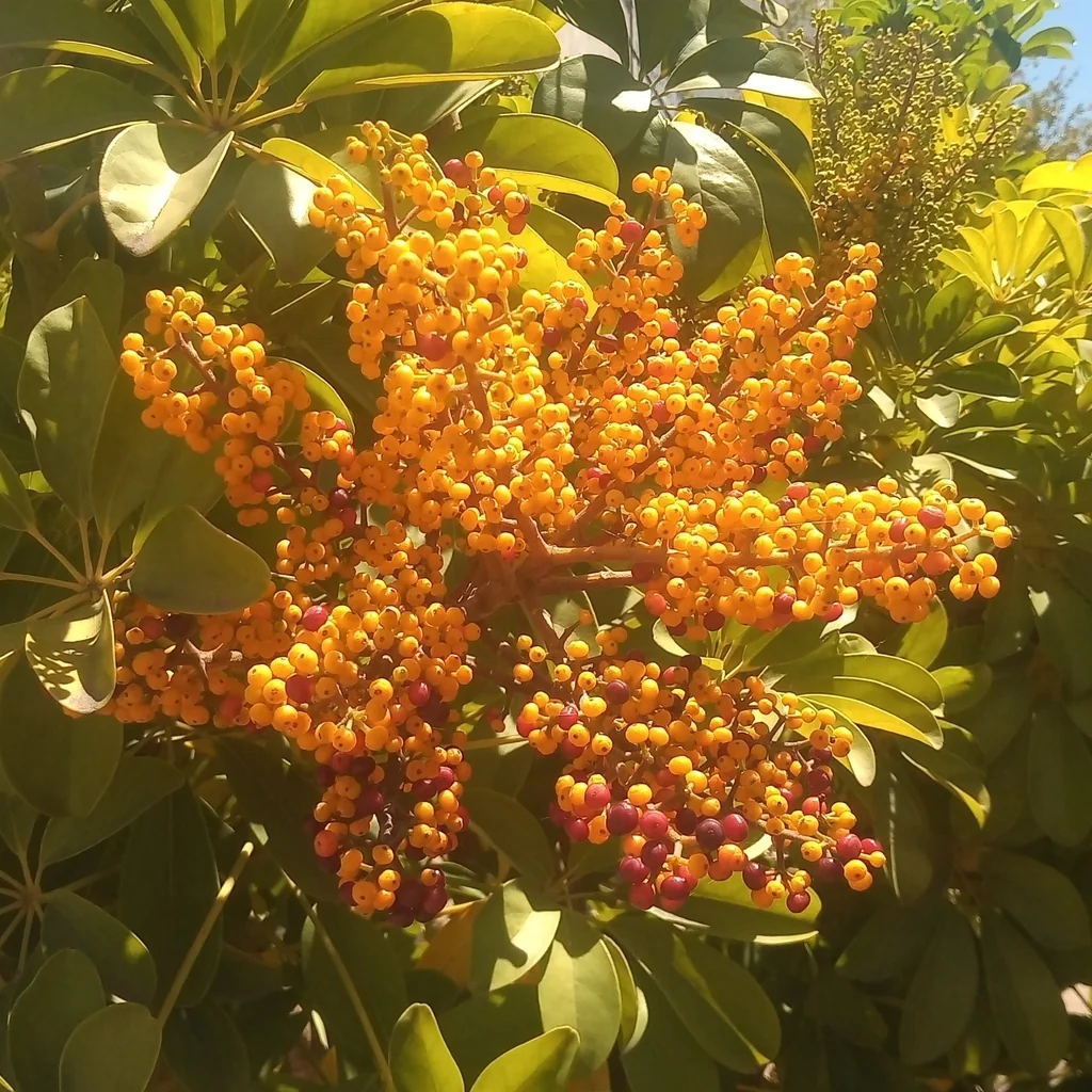 Schefflera Arboricola