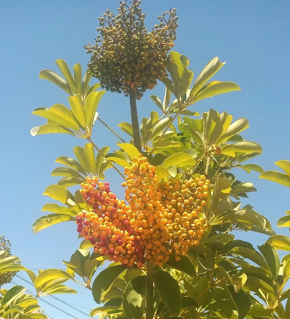 Schefflera Arboricola