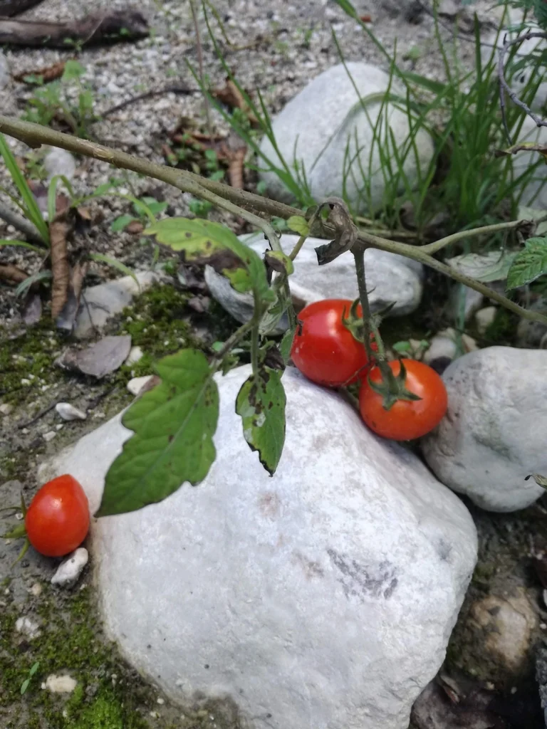 Solanum Lycopersicum Var. Cerasiforme