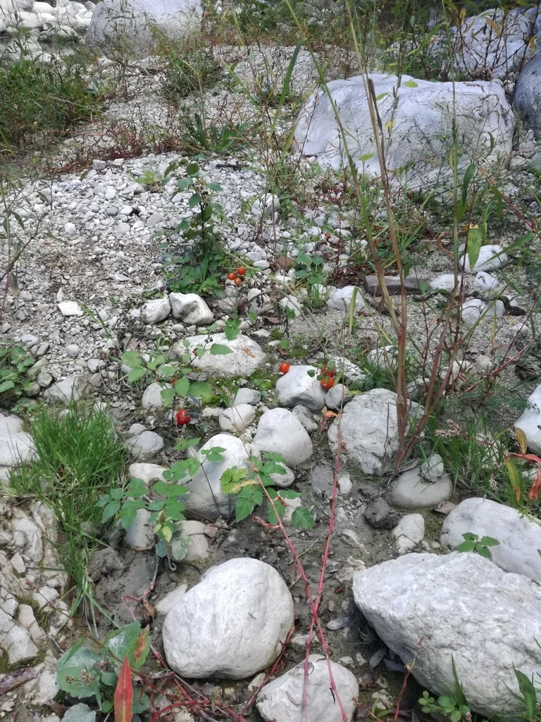 Solanum Lycopersicum Var. Cerasiforme