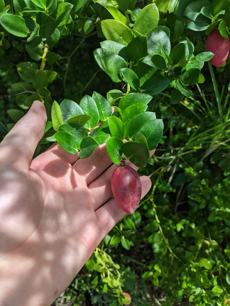 Carissa Macrocarpa