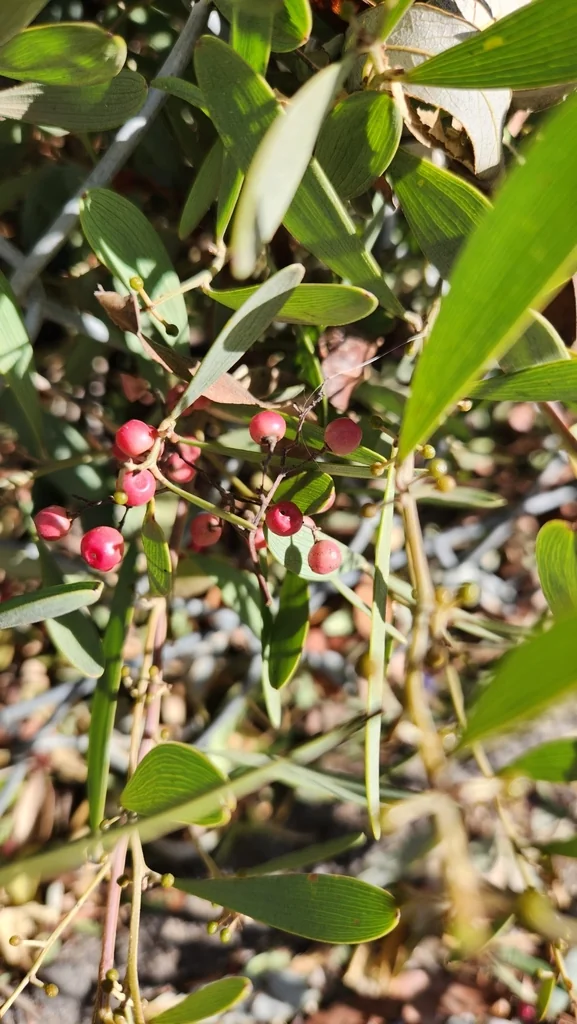 Acacia Redolens