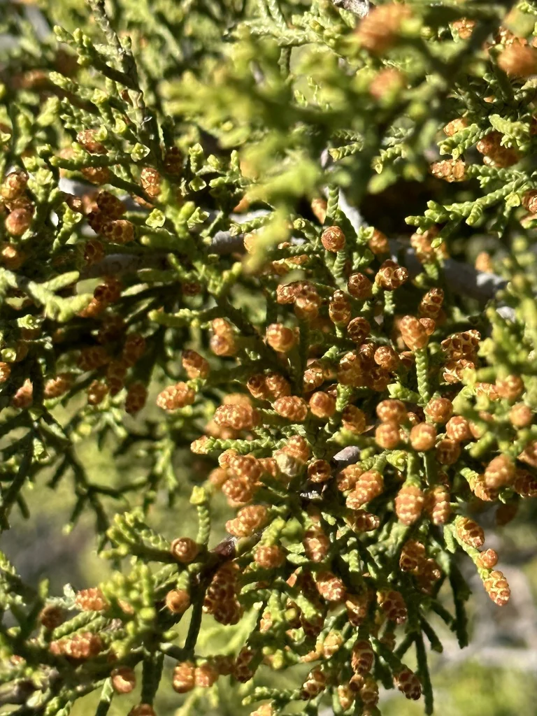 Hesperocyparis Forbesii
