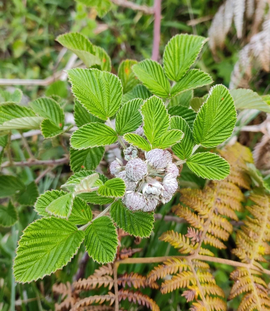 Rubus Niveus