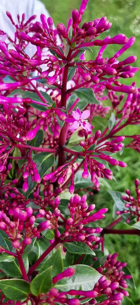 Fuchsia Paniculata