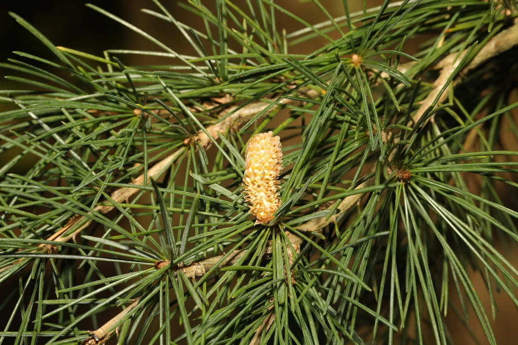 Cedrus Deodara