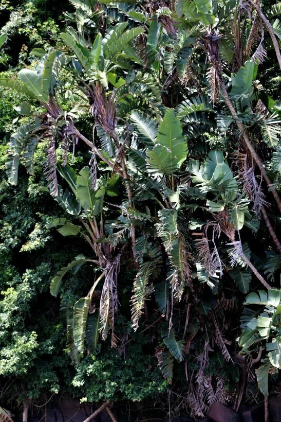 Strelitzia Nicolai