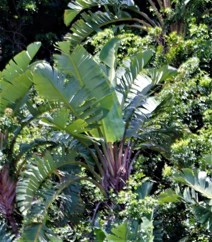 Strelitzia Nicolai