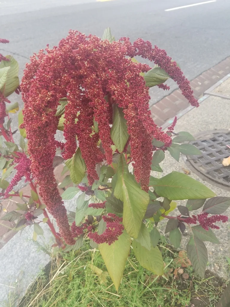 Amaranthus Caudatus