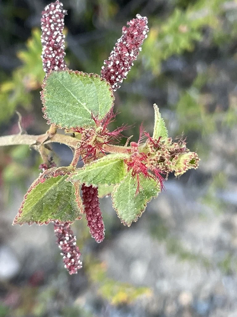 Acalypha Californica
