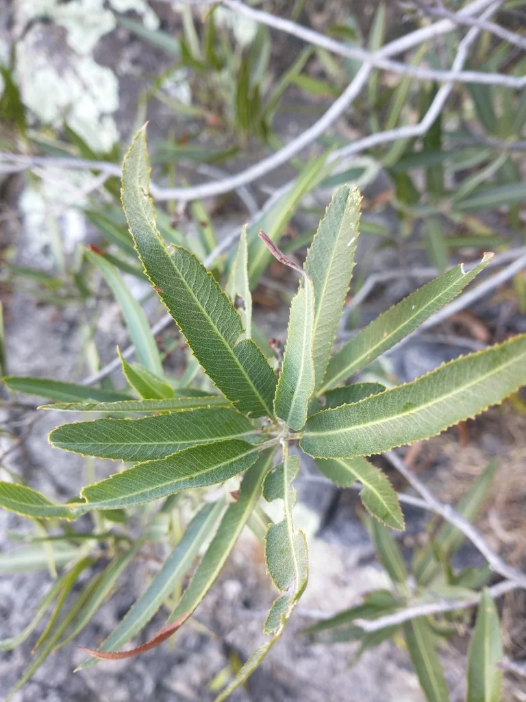 Vauquelinia Californica