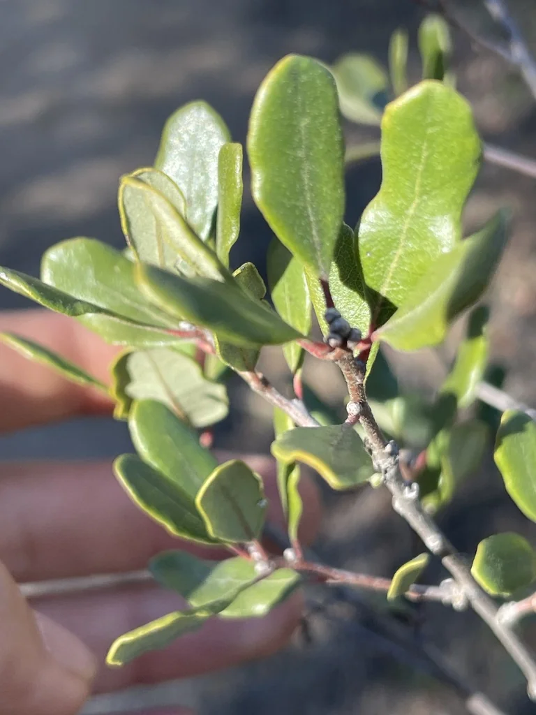 Quercus X Acutidens