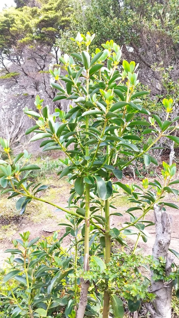 Drimys Winteri