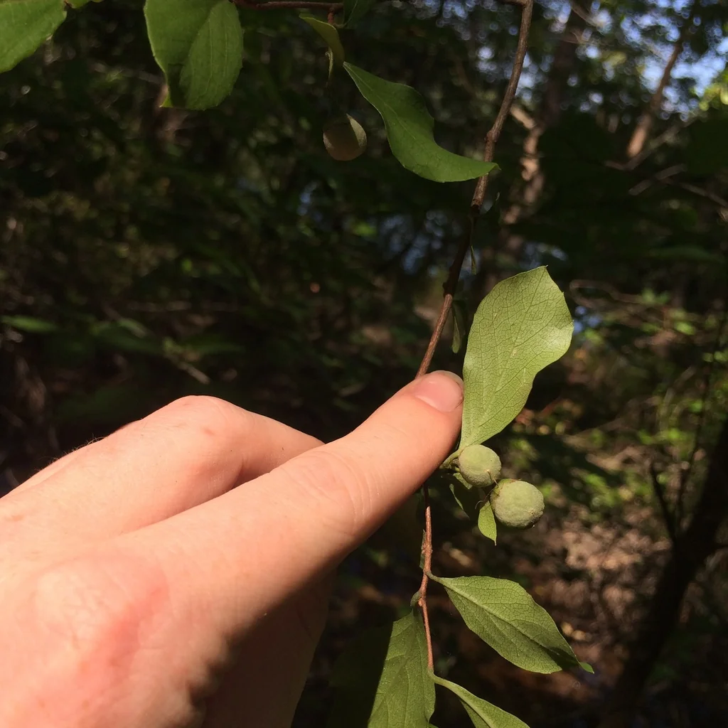 Styrax Americanus
