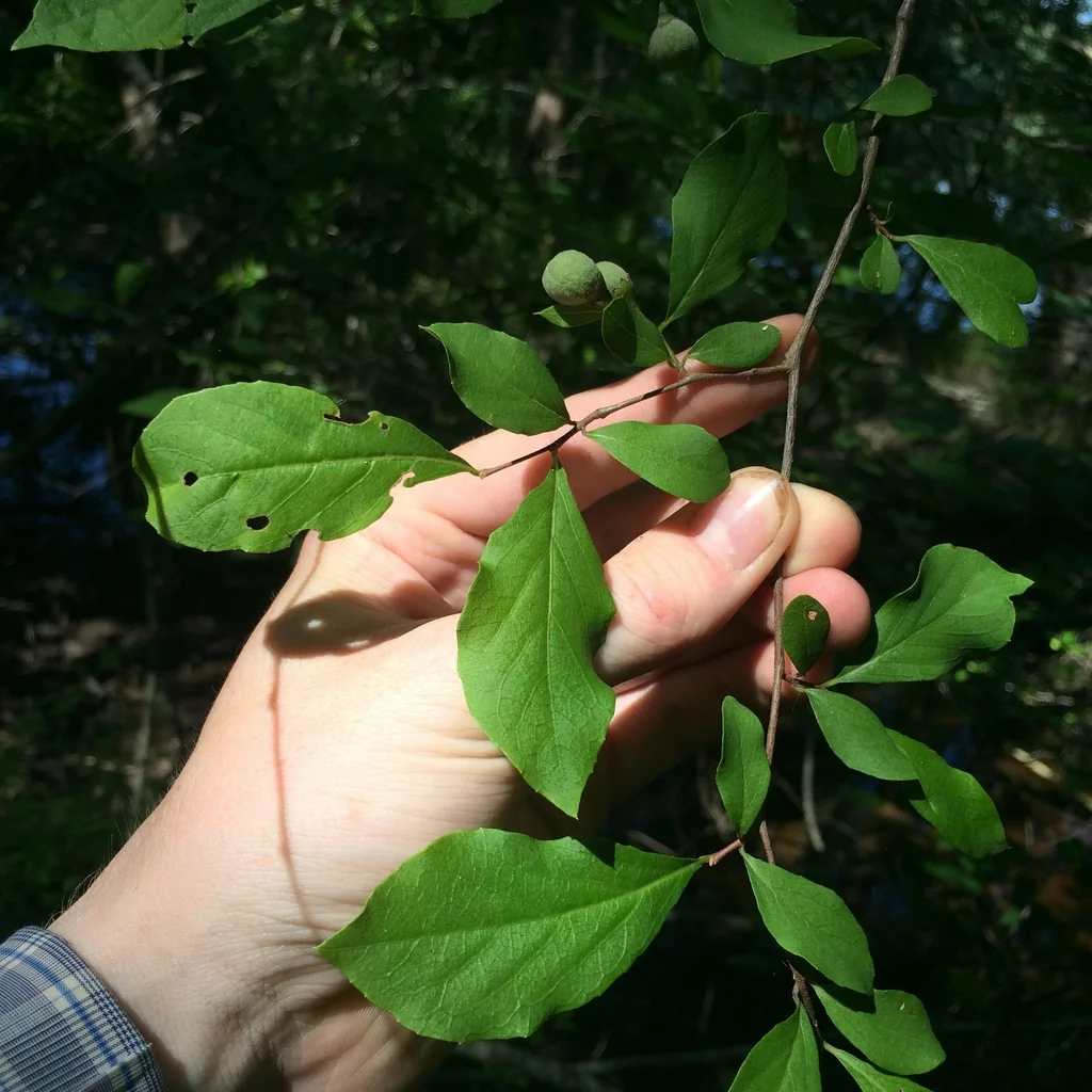 Styrax Americanus