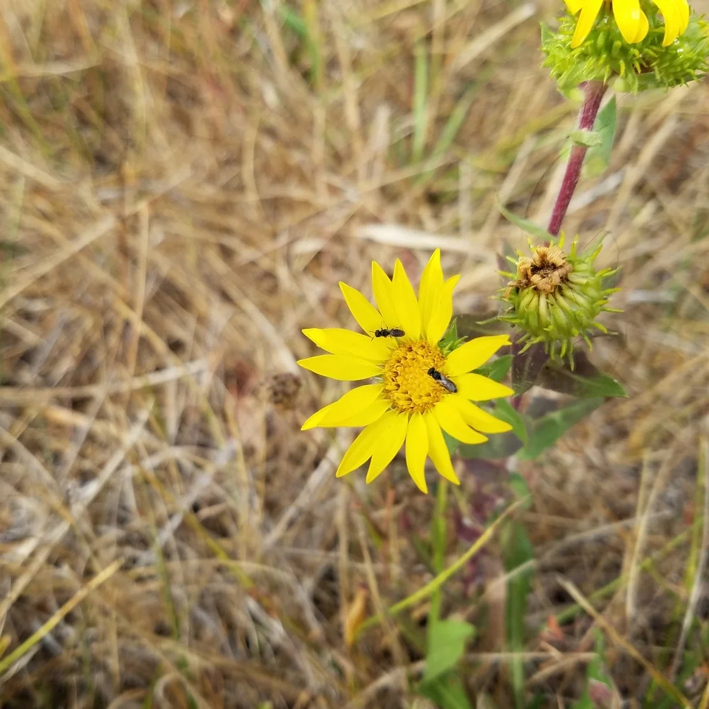 Grindelia Integrifolia
