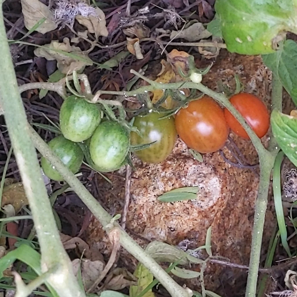 Solanum Lycopersicum Var. Cerasiforme