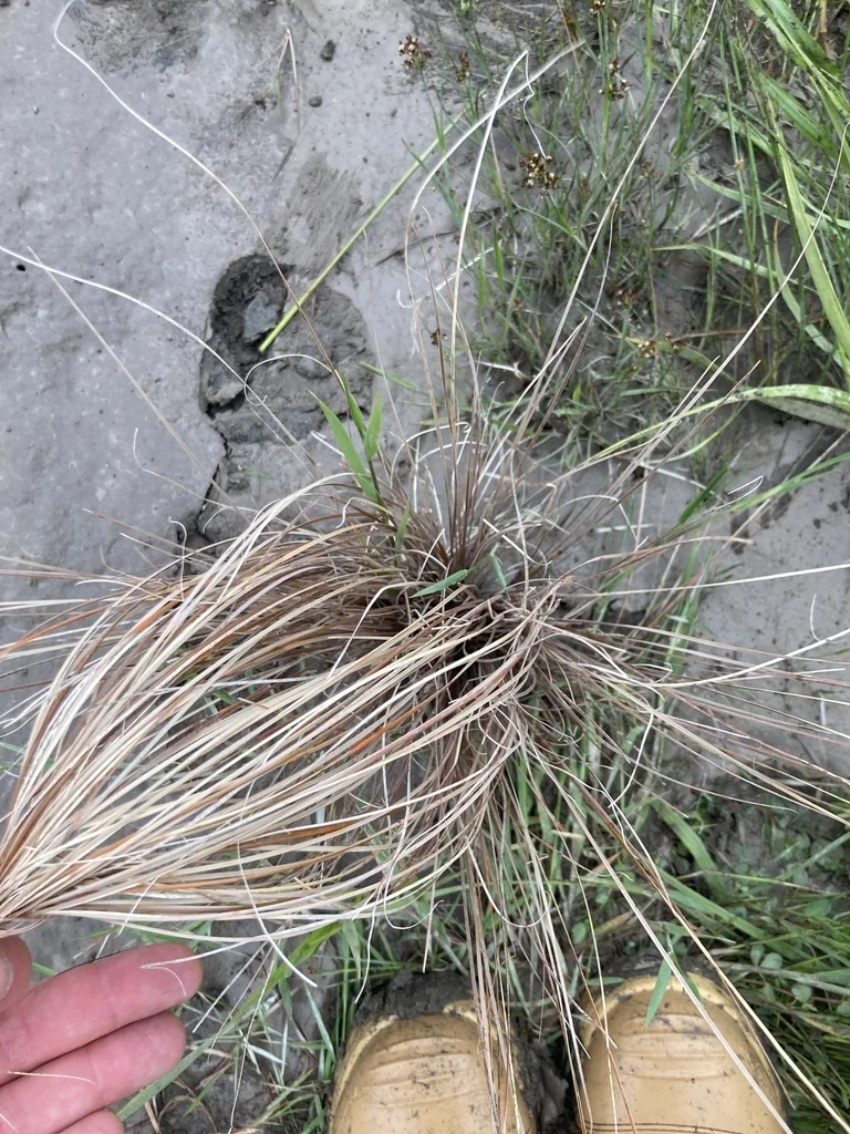 Carex Buchananii