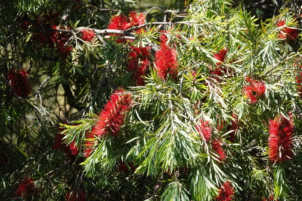Callistemon Viminalis