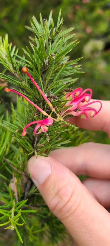 Grevillea Rosmarinifolia