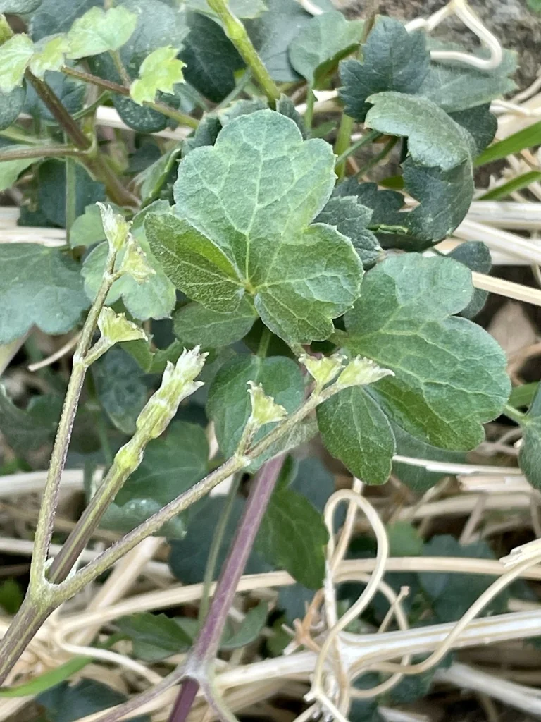 Clematis Pauciflora