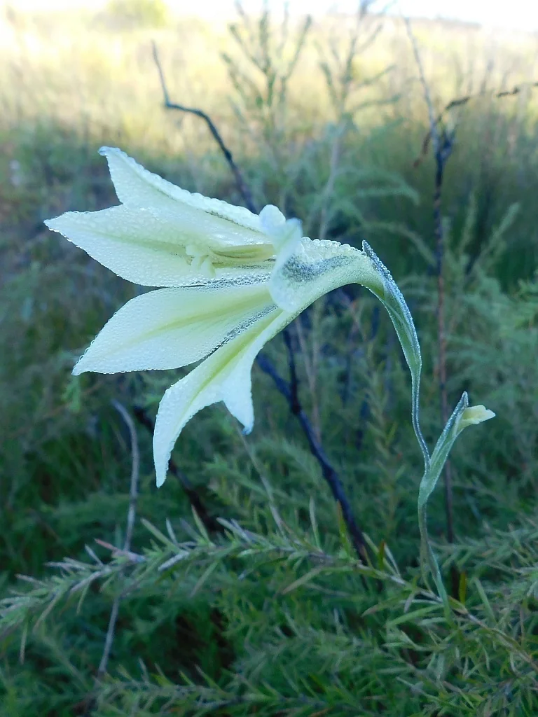Gladiolus Tristis