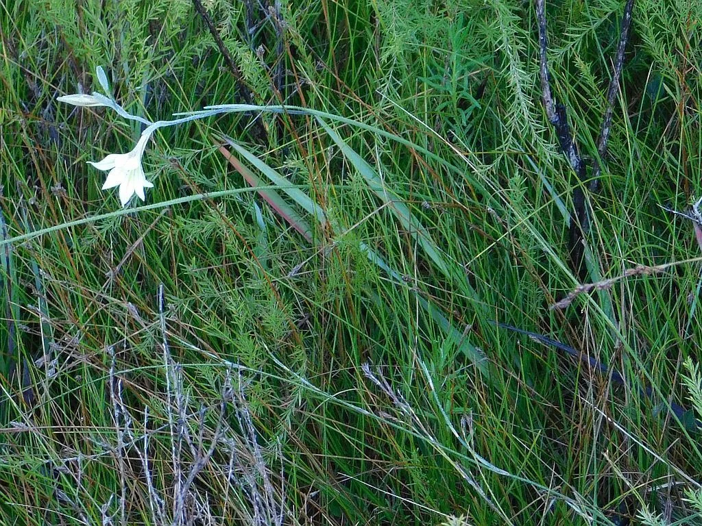 Gladiolus Tristis