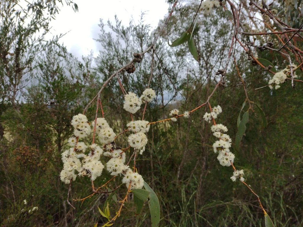 Eucalyptus Pauciflora